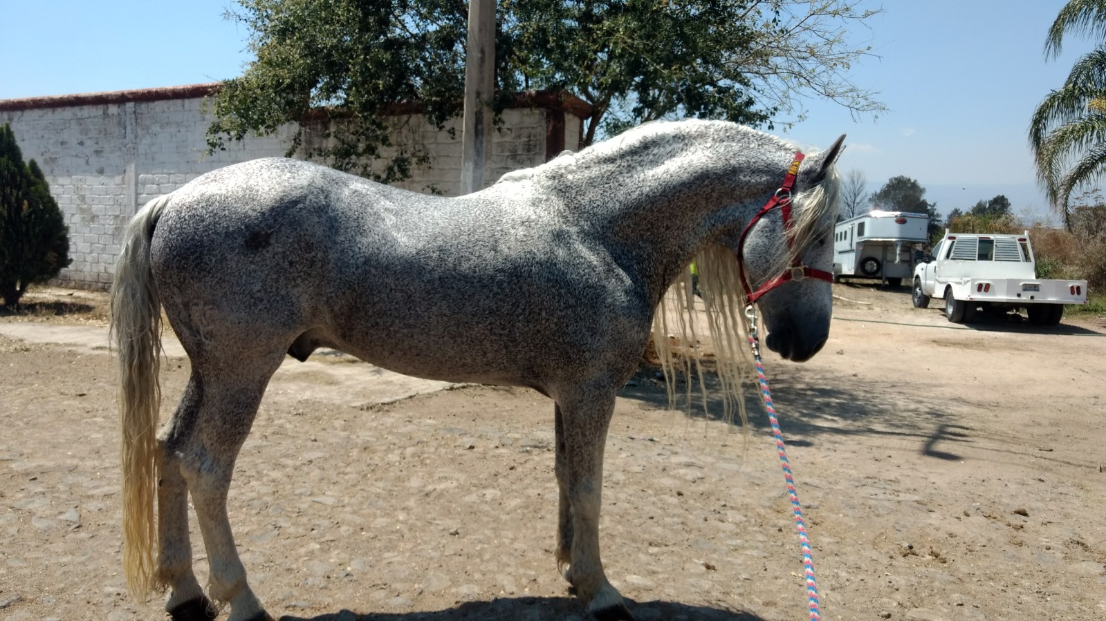 Gran oportunidad caballo Warlander » MercaRancho