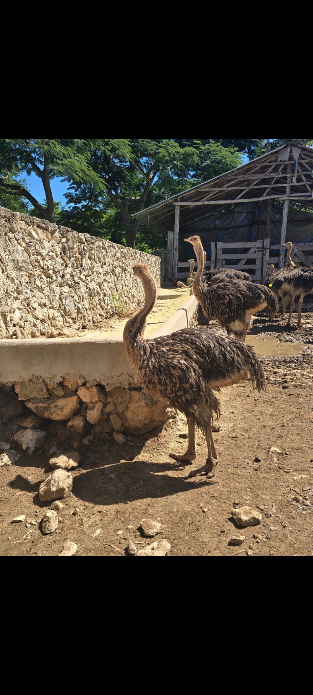 Screenshot_2025-11-12-11-50-31-325_com.whatsapp