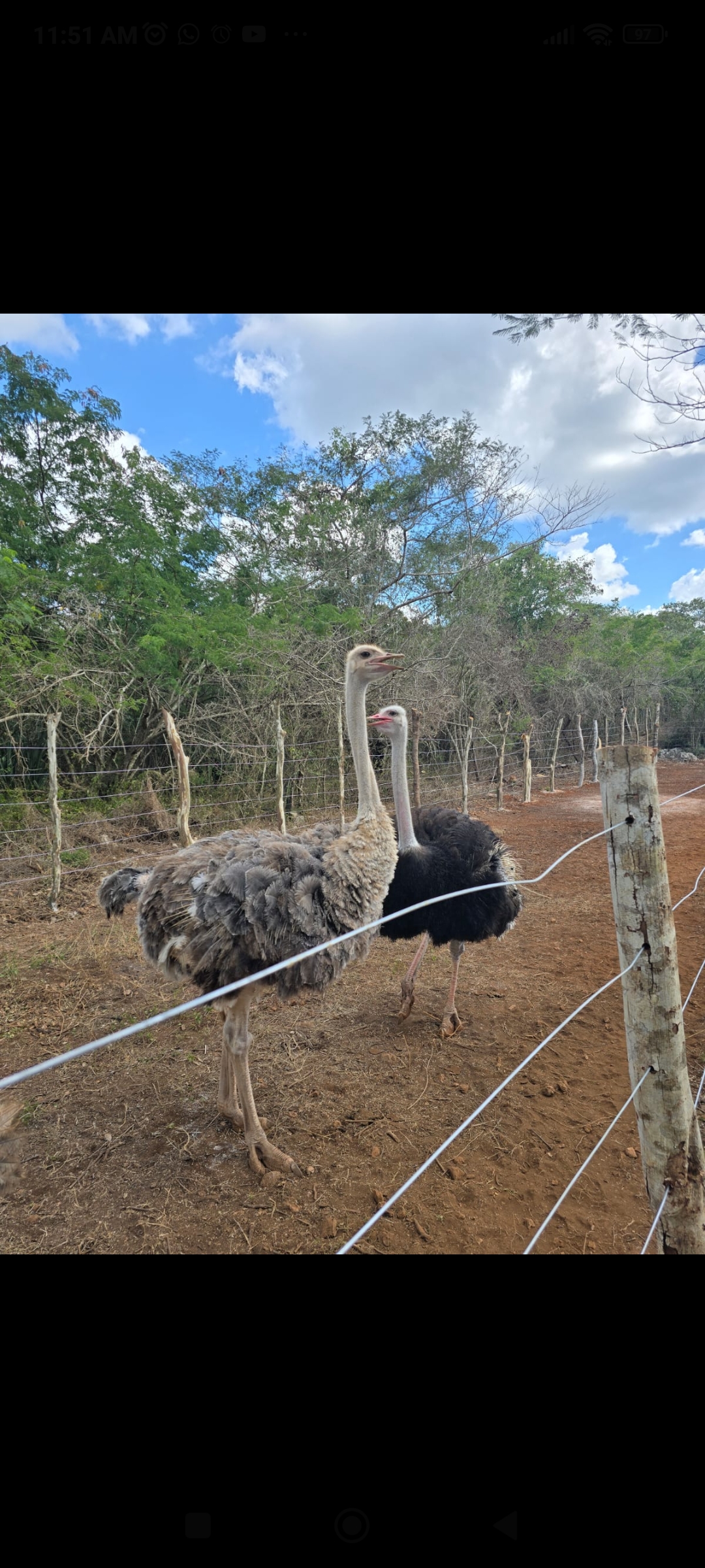 Screenshot_2025-11-12-11-51-23-155_com.whatsapp