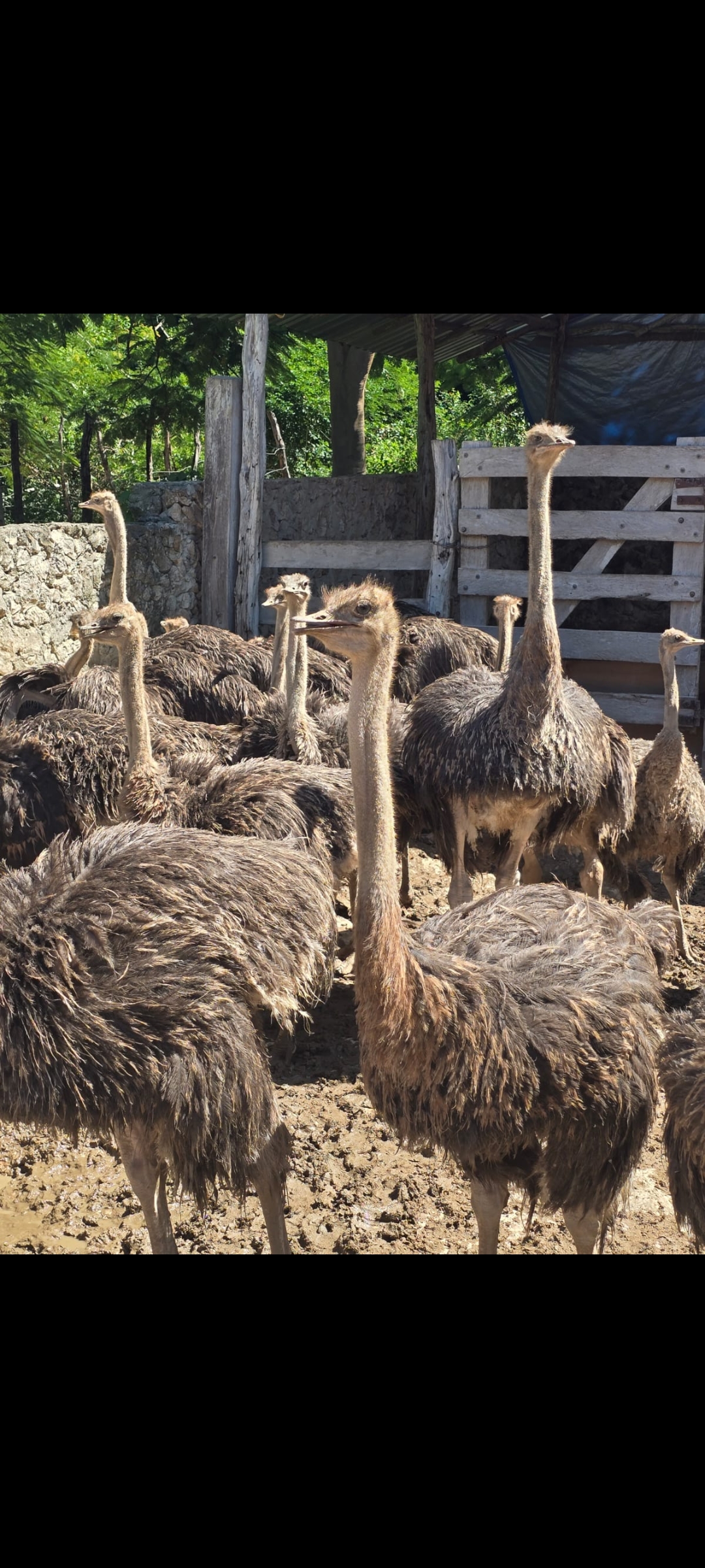 Screenshot_2025-11-12-17-48-46-935_com.whatsapp